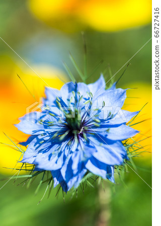 One flower of black rape 66727416