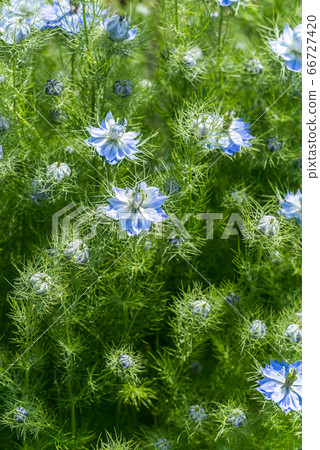 黑三葉草 黑三葉草 66727420