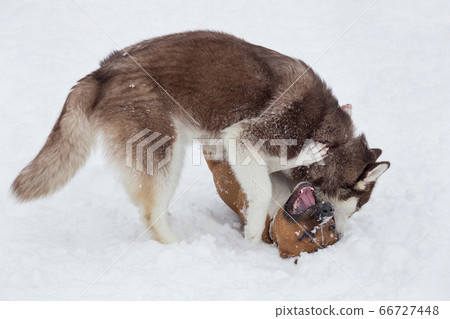 Cute siberian husky puppy and amstaff puppy. Cute siberian husky puppy and amstaff puppy. 66727448