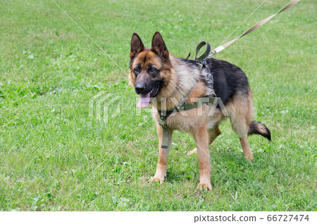 German shepherd dog puppy in the sping park. 66727474