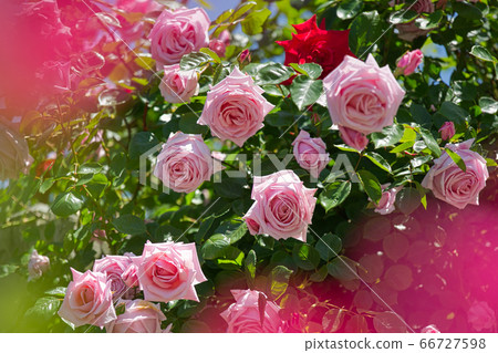 函館前英國領事館玫瑰園的玫瑰 66727598