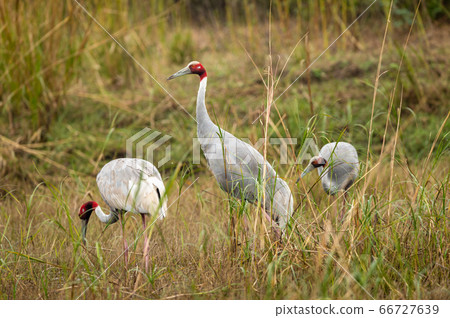 sarus crane or Grus antigone family in green background grazing in grassland of keoladeo national park or bharatpur bird sanctuary rajasthan india sarus crane or Grus antigone family in green background grazing in grassland of keoladeo national park or bharatpur bird sanctuary rajasthan india 66727639