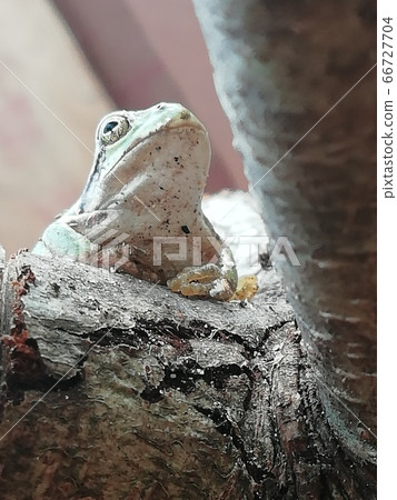 Tree frog 66727704