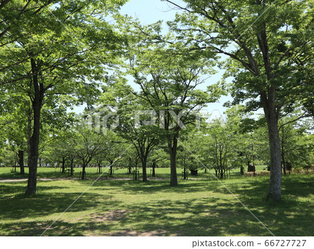 Kobe Nishi Ward Park Seishin Chuo Park Trees Flowers Kobe Nishi Ward Park Seishin Chuo Park Trees Flowers 66727727