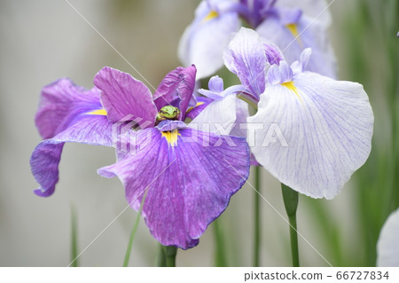 Flower frog and frog Flower frog and frog 66727834