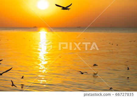 Landscape view of seagulls in sunset at Bang Pu 66727835