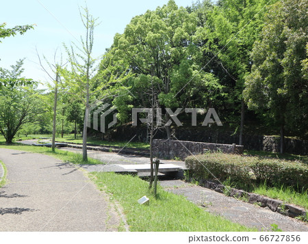 神戶西區公園西新中央公園樹木花草 神戶西區公園西新中央公園樹木花草 66727856