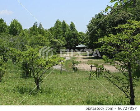 神戶西區公園西新中央公園樹木花草 66727857