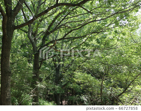 神戶西區公園西新中央公園樹木花草 神戶西區公園西新中央公園樹木花草 66727858