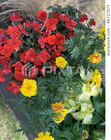 花 花 66727873