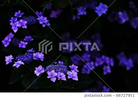 Flower invitation 66727951