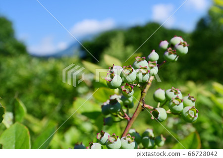 藍莓果實 66728042