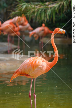 American flamingo (Phoenicopterus ruber) bird American flamingo (Phoenicopterus ruber) bird 66728065