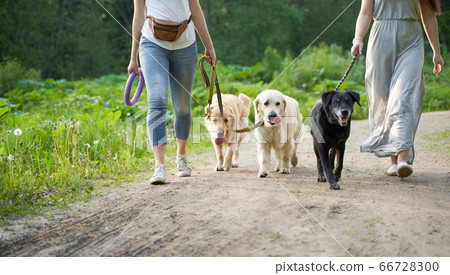 Two unrecognizable women on walk with three dogs in park 66728300