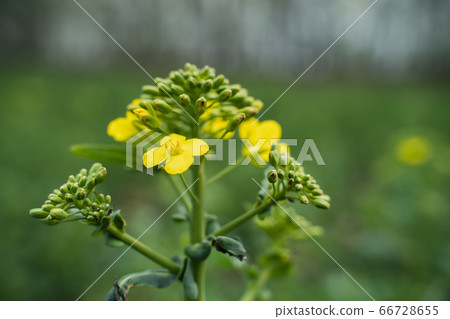 Yellow rapeseed close-up plant rapeseed on yellow background 66728655
