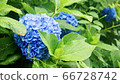 繡球 66728742