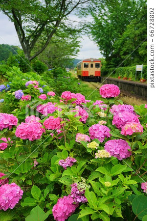 Chiba Prefecture Hydrangea blooming Odarimatsu Station Isumi Tetsu 66728802