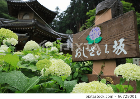 To木市大黑山神社表參道的繡球山 66729001