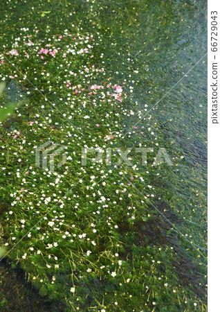 Mei flower algae 66729043