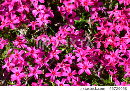 A photograph of a close-up photo of the flowers and leaves of a dense lawn that covers the ground. 66729068