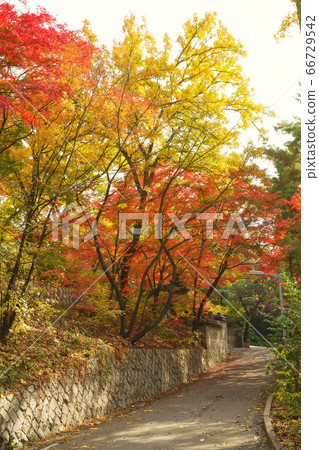 Beautiful maple tree beside the trail 66729542