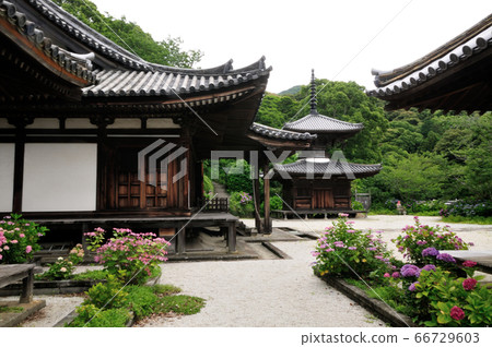 繡球花盛開的長壽寺（Tahoto） 66729603