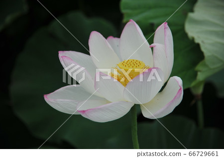 蓮花 蓮花 66729661