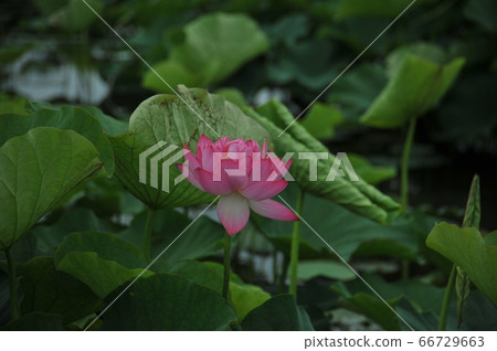 蓮花 蓮花 66729663