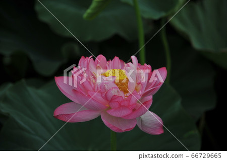 Lotus flower Lotus flower 66729665