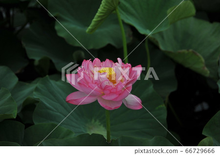蓮花 蓮花 66729666