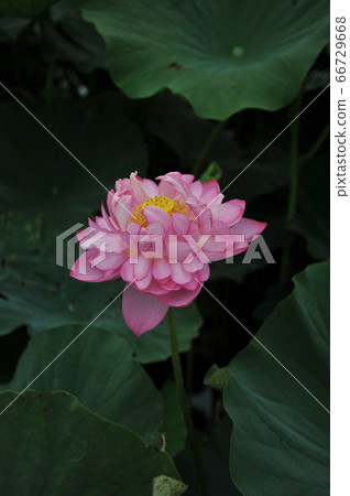 蓮花 蓮花 66729668