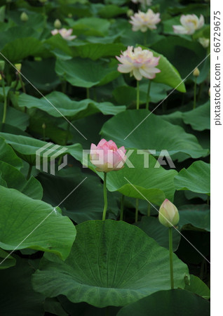 蓮花 蓮花 66729675