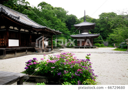 繡球花盛開的長g寺本館(左)和太保(右) 繡球花盛開的長g寺本館(左)和太保(右) 66729680