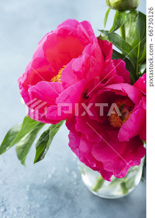 Peony Madame Butterfly Peony Madame Butterfly 66730126