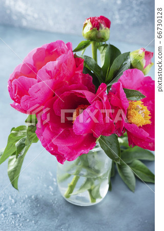 Peony Madame Butterfly Peony Madame Butterfly 66730128