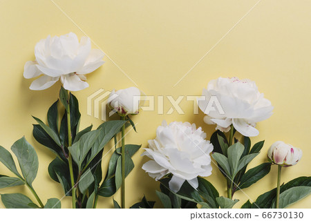 White elegant peony on the yellow background 66730130