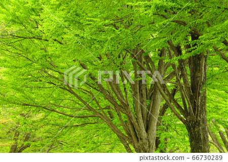 綠色新鮮綠色 綠色新鮮綠色 66730289