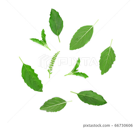 holy basil isolated on white background holy basil isolated on white background 66730606