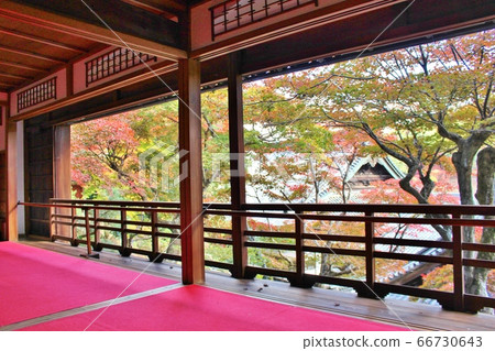 柳屋觀音Jodoen與從Kamishoin看到的秋葉 66730643