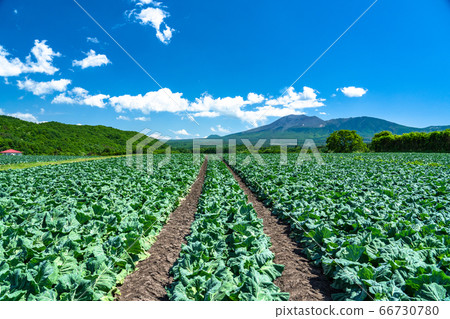 群馬縣 Mag戀村和白菜田的初夏景色 照片素材 圖片 圖庫