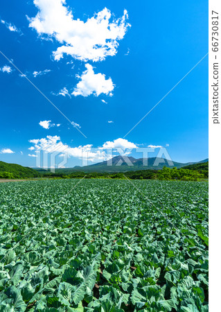 《Gunma Prefecture》 Early summer scenery of Tsumagoi village and cabbage field 《Gunma Prefecture》 Early summer scenery of Tsumagoi village and cabbage field 66730817