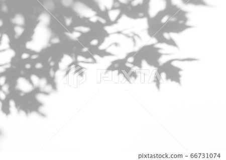 gray shadow of the leaves on a white wall 66731074