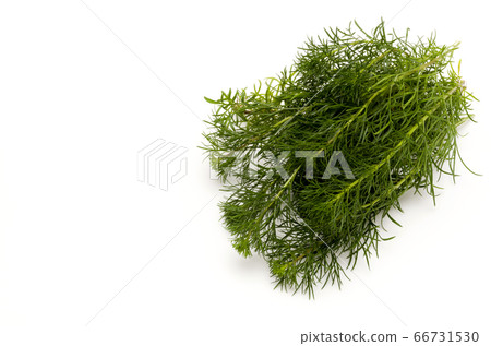 Hama March(琉球Mugwort) Hama March(琉球Mugwort) 66731530
