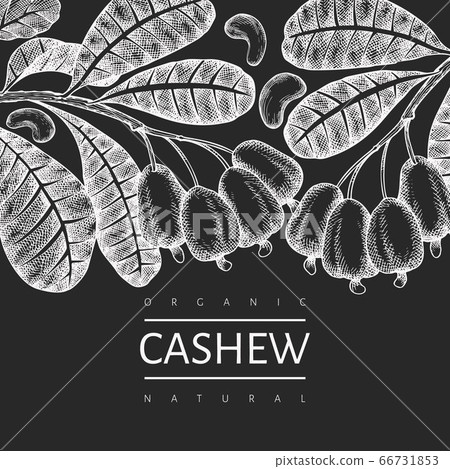 Hand drawn sketch cashew design template. Organic Hand drawn sketch cashew design template. Organic 66731853