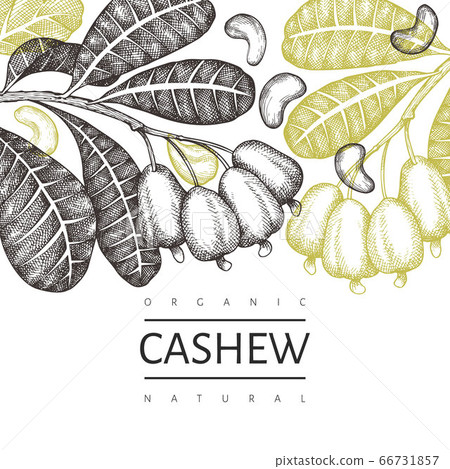 Hand drawn sketch cashew design template. Organic Hand drawn sketch cashew design template. Organic 66731857