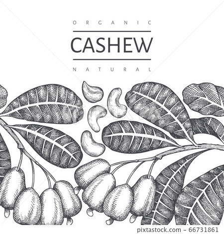Hand drawn sketch cashew design template. Organic Hand drawn sketch cashew design template. Organic 66731861
