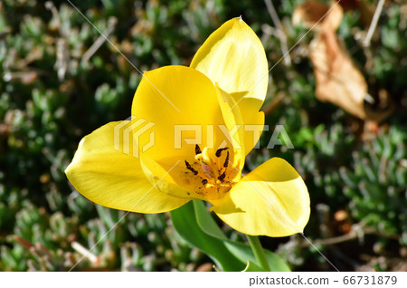 High-angle photo of a plant with yellow flowers in spring 66731879
