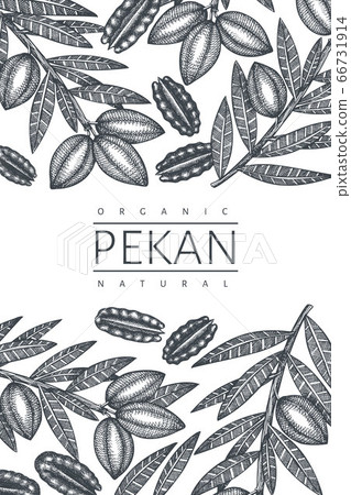 Hand drawn pecan branch and kernels design 66731914