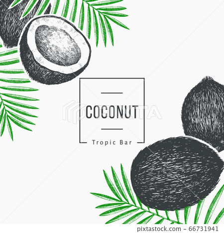 Coconut with palm leaves design template. Hand 66731941