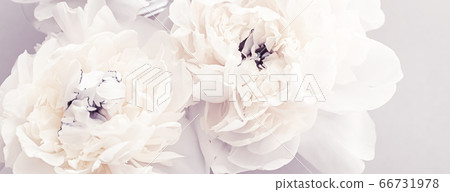 Blooming peony flowers as floral art on violet background, wedding decor and luxury branding Blooming peony flowers as floral art on violet background, wedding decor and luxury branding 66731978